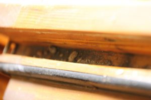 Insektengelege unterhalb der Beschlagstechnik